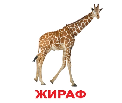 Картки великі російські з фактами Дикі тварини 20шт(095061)