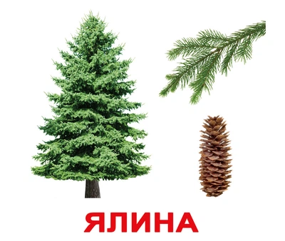 Дерева. Карточки Домана