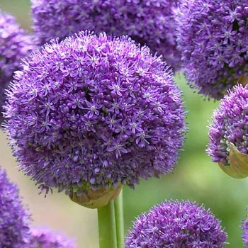 Алліум Gladiator 16/18 цибулина Matla Flowers