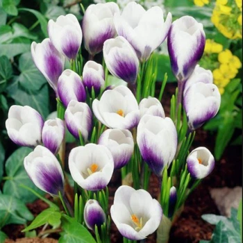 Крокус Prince Claus 5/7 цибулина Matla Flowers