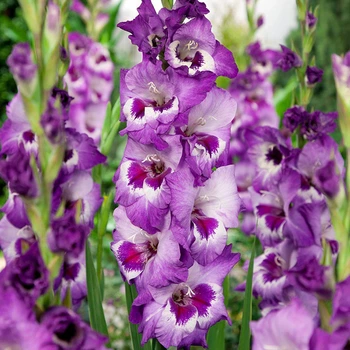 Гладіолус Vista цибулина Matla Flowers