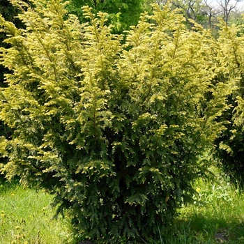 Тис Ягідний 0,5 л саджанець в горщику Matla Flowers