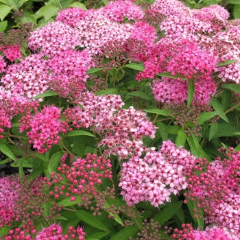 Спірея Бумальда 0,5 л саджанець в горщику Matla Flowers