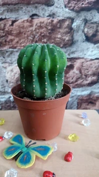 Кактус Ferocactus контейнер 5.5 см