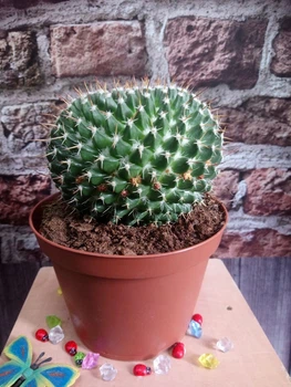 Кактус Mammillaria контейнер 10 см