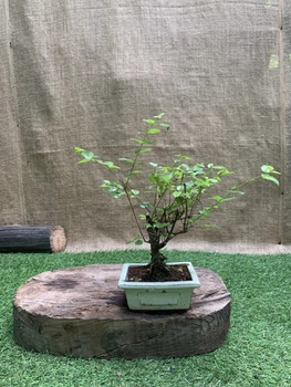 Бонсай Бирючина Ligustrum, керамический горшок, h 25-35см