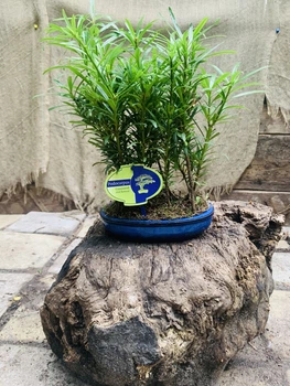 Бонсай Подокарпус Ліс Bonsai Podocarpus Forrest, висота 30 - 40см, керамічний горщик