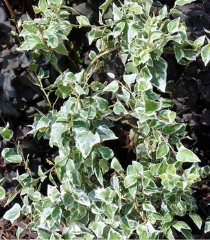 Плющ Хедера (Лиана, Hedera) Зелёный с белыми краями, 20см, объём горшка 0,2л