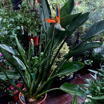 Стреліція Королівська Strelitzia reginaee (Райська пташка), Ø24 см. H 100-150 см.