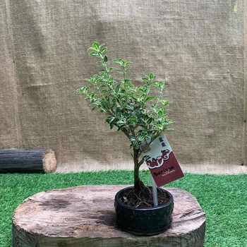 Бонсай Серісса японська Bonsai Serissa Variegata, h 30-40см, керамічний горщик