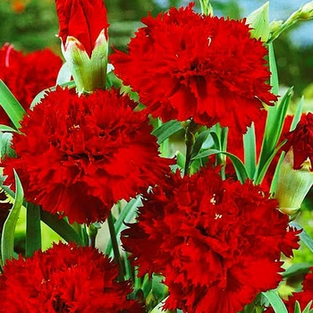 Семена Гвоздика Шабо красная (727047)