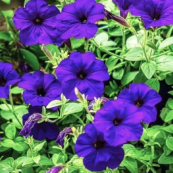 Петунія мініатюрна Фіолетова Фіолетовий Насіння Florium (725039)