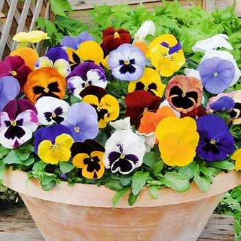 Віола Триколірна суміш Різнобарвний Насіння Florium (724028)