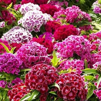 Семена Гвоздика Турецкая махровая (727031)