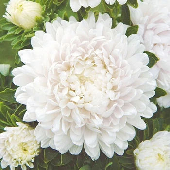 Семена Астра Экзотика (726535)