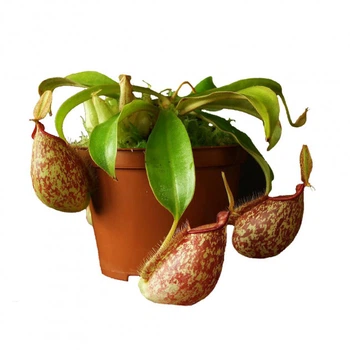 Растение хищник Непентес Хукериана AlienPlants Nepenthes "Hookeriana" (SUN006CP)