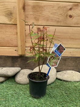 Японський клен Acer Palmatum Phoenix, висота 30 см, об'єм горщику 0,7л