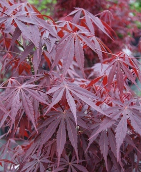 Японский клен Japanese maple, acer palmatum Sumi-nagashi Intense Dark, 60-80см, объем горшка 3л