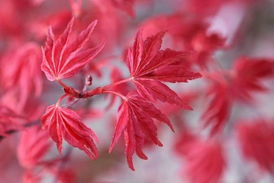 Японский клен (Japanese maple) Beni-maiko Perfect for Patio, 60-80 см, объем горшка 3л (RG258)