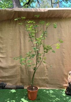 Большой японский клен Japanese maple, acer palmatum Osakazuki, 2 - 2,5м, объем горшка 20л (RG039)