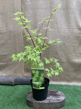 Японский клен (Japanese maple) Summer Gold, 95-115см, объём горшка 3л