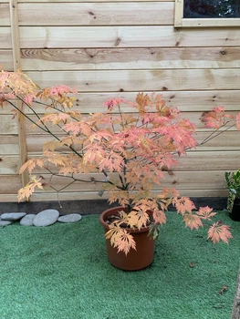 Японський клен Acer Palmatum Aconitifilium, висота 80-100см, об'єм горщику 8л