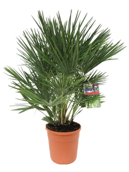 Пальма Хамеропс веерная Chamaerops Humilis, 130-150см, Горшок Ø30