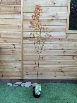Японський клен Japanese maple, acer palmatum Tsukasa Silhouette Columnar, висота 1,6 - 1,7м, об`єм горщику 3,5л