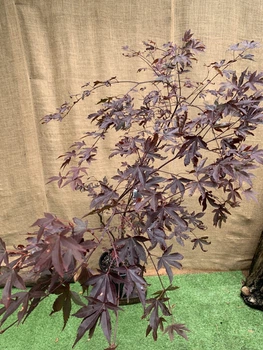 Японский клен Japanese maple, acer palmatum Trompenburg, 90-100см, объем горшка 3л