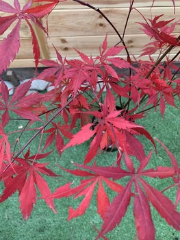 Японський клен (Japanese maple, acer palmatum) Sumi nagashi, висота 70-80см, об`єм горщику 4л