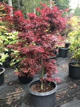 Японский клен (Japanese maple) Shaina, 60-80см, объём горшка 3л (RG054)
