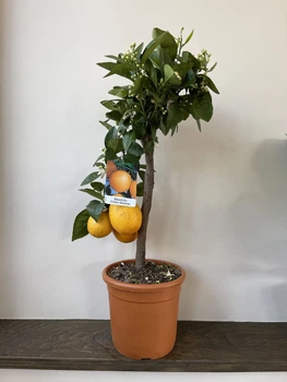 Апельсин комнатный Citrus Sinensis Arancio, высота 60-80см, объем горшка 4л (RG471)