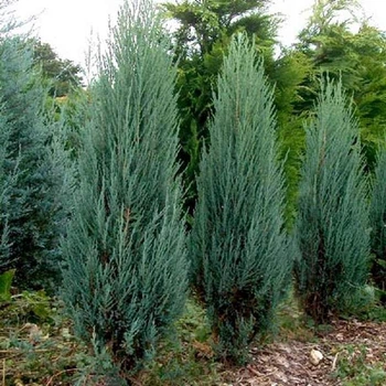 Можжевельник скальный Скайрокет (Juniperus scopulorum Skyrocket), 80-110см, объём горшка 3л