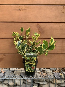 Падуб альтаклеренсіс “Голден Кінг” Ilex altaclerensis ‘Golden King’ , висота 30 см, об'єм горщику 1л (RG243)