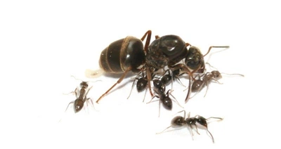 Колонія Мурах Lasius Niger з Кормом білковим, вуглеводним та фруктовим