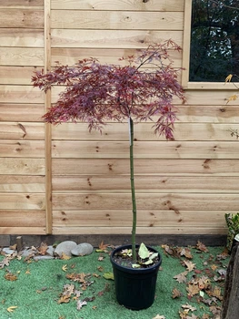 Японский клен Acer Palmatum Stella Rossa, 130-150 см, объем горшка 15л