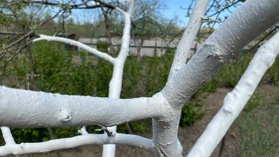 Краска садовая защитная Plasmir для деревьев и кустов 1.4 кг Бежевая (4820400320968)