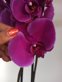 Ответы manikyrsha.ru: У нас дома появилась орхидея. Как за ней ухаживать? Любит ли она солнце?