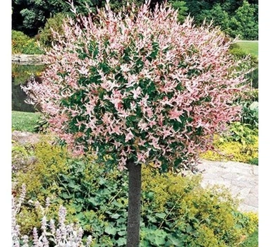 Клен ясенелистный Фламинго Flamingo штамб 1,5м 3л (КЯФШ1)