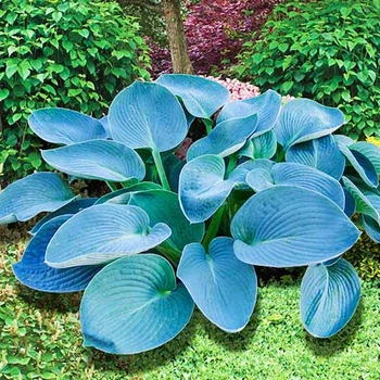Хоста Buckshaw Blue Білий, бежевий, кремовий Florium (301166)