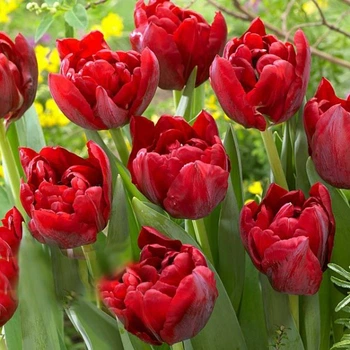 Тюльпан Scarlet Verona 11/12 цибулина Matla Flowers