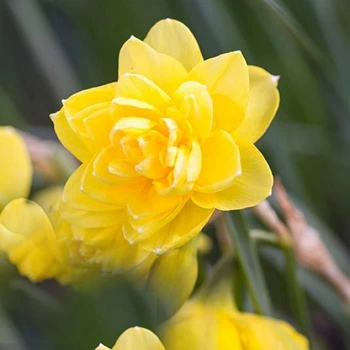 Нарцис Pencrebar цибулина Matla Flowers