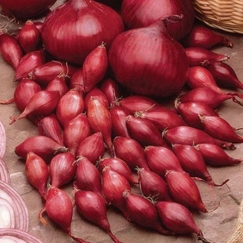 Озимый лук севок Ред Барон, 1 кг
