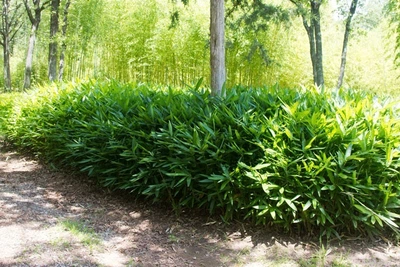 サバンナたゃん　904545 Бамбук Sasa Tsuboiana – купити онлайн на ROZETKA
