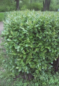 Кизильник блестящий / Cotoneaster lucidus С7.5 /Н 60-80