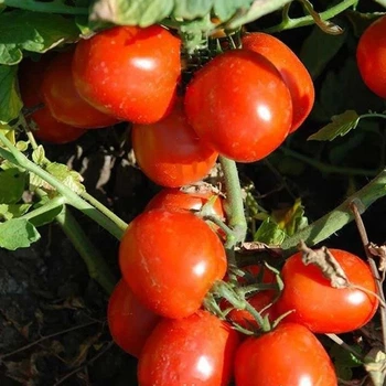 Семена томатов United Genetics Уно россо f1 10 семян
