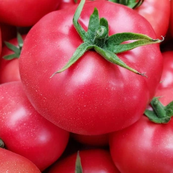 Семена томатов DRS-Seminis Пинк ид f1 (пинк айди f1, pink id f1) 500 семян