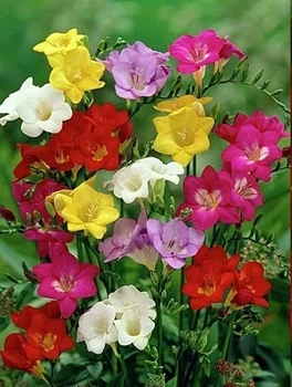 ​Клубнелуковицы фрезия смесь, 7 шт