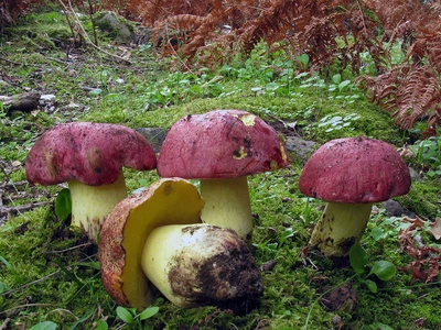 Мицелий Болета королевского, Boletus regius 100 г