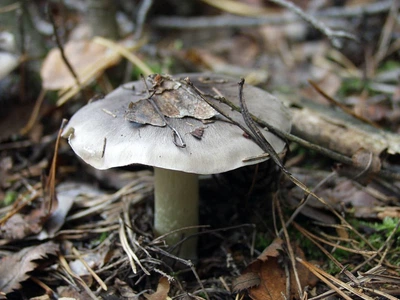 Мицелий Рядовки серой, Tricholoma portentosum 100 г